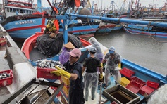 Ngư dân Quảng Ngãi hối hả vào bờ bán cá trước khi bão số 10 đổ bộ