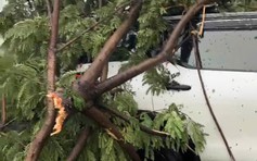 Bão số 10: Cây xanh ở Đà Nẵng ngã đè ô tô, 6 người mắc kẹt trong xe