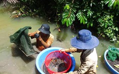 Người miền Tây mưu sinh: Dùng bao xi măng cũ bắt ốc, ngâm mình cả ngày