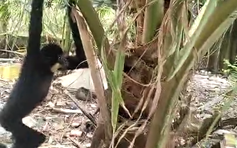 Phát hiện vượn quý trong vườn, người dân báo kiểm lâm