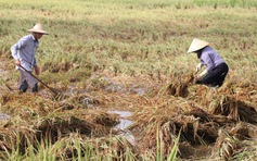 Nước mắt nông dân rơi sau bão