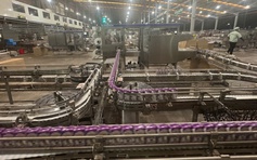 Gia Lai sẽ trở thành 'thiên đường bò sữa' mới?