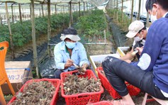 'Cởi trói' cho sâm Việt: Mua bán sâm có thể bị khép tội