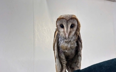 Chim cú lợn bị đá ra bãi rác được cộng đồng yêu thương: Đã cất cánh bay