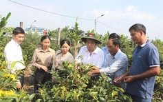 Phó bí thư Thành ủy TP.HCM thăm làng mai vàng Bình Lợi, tặng BHYT cho người dân