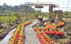 Vườn hoa xuân ở TP.HCM chuẩn bị bung nở, hứa hẹn điểm check-in hot Tết 2026