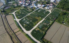 Ăn cơm đứng, thắp đèn trắng đêm chăm hoa: Câu chuyện hồi sinh ở làng Vân Thê