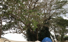 Cây đa 300 tuổi ở đặc khu Lý Sơn được công nhận cây di sản Việt Nam