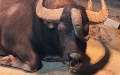 Trâu 3 sừng hiếm gặp ở Tuyên Quang: Không phải cày bừa, được nuôi như thú cưng