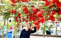Một hạt giống 24.000 đồng: Giàn cà chua bạch tuộc đỏ rực sân thượng ở TP.HCM
