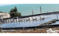 Dừng dự án 'tôm Bình Thuận' người nuôi tôm ảnh hưởng không?