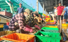 Cá ba thú trúng mùa, tàu cá Sông Đốc lãi trăm triệu chuyến biển cuối năm 