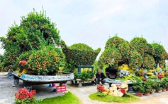 Ngắm bộ quýt 'Phúc - Lộc - Thọ' giá nửa tỉ, đại gia xem là 'chốt đơn'