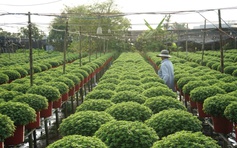 Từ nghề thuần nông đến di sản quốc gia