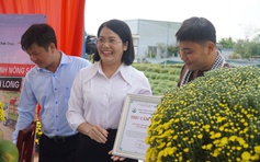 Cúc mâm xôi nở sớm ở miền Tây: Phong trào giải cứu hoa tết lan khắp nơi