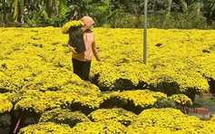 Clip 'triệu view' giải cứu hoa cúc mâm xôi nở sớm trước Tết Bính Ngọ ở Chợ Lách