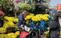 Người Sài Gòn giải cứu cúc mâm xôi, tiệm hoa tết mỗi ngày bán cả trăm chậu