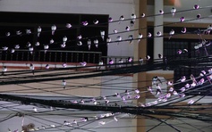 Hy hữu ở miền Tây: Hàng ngàn con chim én kéo về, người Cần Thơ chật vật