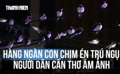 Hàng ngàn con chim én kéo về trú ngụ, người dân Cần Thơ ám ảnh