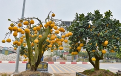 Bất ngờ thú chơi bưởi trụi lá đón tết