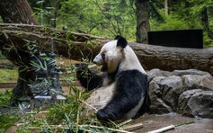 Người Nhật đổ xô ngắm gấu trúc lần cuối trước ngày chúng hồi hương Trung Quốc