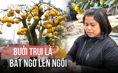Bưởi trụi lá bất ngờ ‘lên ngôi’ dịp tết Bính Ngọ