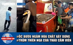 Toàn cảnh 17h: Hãi hùng 3.000 tấn ốc bươu ngâm hóa chất | Bắt người trộm thiên nga của Thảo Cầm Viên