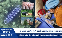 Xem nhanh 20h ngày 29.1: 6 vật nuôi có thể nhiễm virus Nipah | Dừng bữa ăn bán trú có sản phẩm Sago