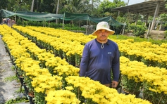 Sau cúc mâm xôi, cúc Hà Lan cũng nở sớm: Nông dân nhờ giải cứu hoa tết