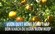 Vườn quýt hồng Đồng Tháp tuyệt đẹp đón khách du xuân sớm
