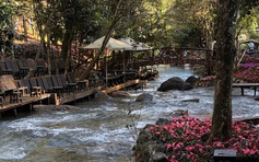 Hấp dẫn… Rừng Mơ