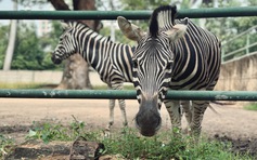 Chuyện gia đình ngựa ở Thảo Cầm Viên Sài Gòn