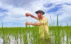 Người 'lội ngược dòng' trong chọn tạo giống lúa