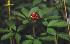 Sâm Ngọc Linh: Khi tinh hoa dược liệu Việt đồng hành cùng nhịp sống hiện đại