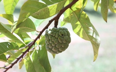 Loại quả quen thuộc có thể phòng ung thư, ngừa đột quỵ