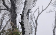 Băng giá phủ trắng đỉnh núi Phja Oắc ở Cao Bằng