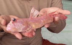 Chuyện lạ miền Tây: Cá thòi lòi màu hồng hiếm gặp xuất hiện ở Cà Mau