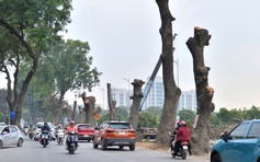 Chặt hạ, dịch chuyển hàng xà cừ cổ thụ trên đường 70