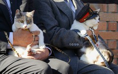 Mèo được bổ nhiệm làm trưởng ga tàu tại Nhật Bản