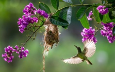 Khoảnh khắc hiếm: Chim hút mật mớm mồi cho con non trong chùa ở Đồng Tháp