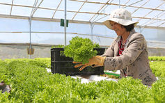 Hà Nội tăng cường kiểm tra, giám sát an toàn thực phẩm sản phẩm trồng trọt