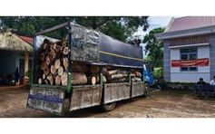 Phát hiện 451 cây rừng bị đốn hạ trái phép ở Gia Lai