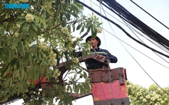 Hà Nội hỏi ý kiến người dân việc điều chỉnh mật độ cây hoa sữa