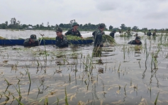 Mưa lũ bất thường, nông nghiệp thiệt hại nặng