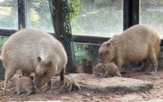 Thảo Cầm Viên đón 3 capybara con, mới sinh đã có răng, vài giờ sau biết đi