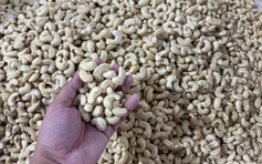Xuất khẩu nhiều nhất thế giới, vì sao ngành điều Việt Nam vẫn bị ép giá?