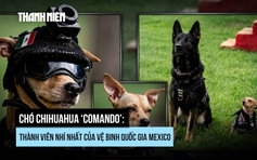 Chó Chihuahua gia nhập Vệ binh Quốc gia Mexico với nhiệm vụ gì?