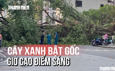 Hiện trường cây xanh bật gốc đường Đinh Tiên Hoàng ngay giờ cao điểm sáng