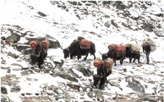 Không check-in, không nghỉ dưỡng: Vì sao nhiều người Việt chi trăm triệu tìm đến Himalaya?