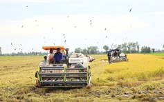 Cần Thơ thông qua chính sách hỗ trợ khôi phục sản xuất nông nghiệp sau thiên tai